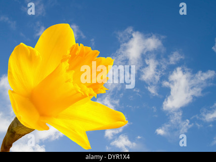 Bright yellow daffodil on blue sky background
