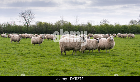 flock of woolly sheep in english meadow Stock Photo