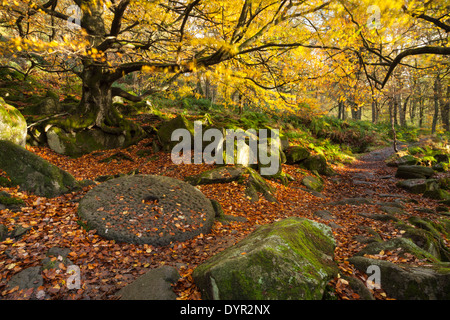 A pathway through Yarncliff Wood in autumn, passes an ancient beech tree and discarded millstone wheel, Peak District, England Stock Photo
