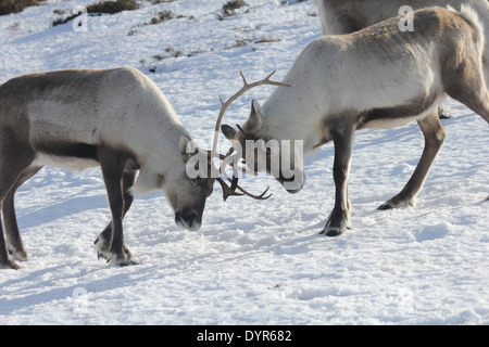 Reindeer clashing antlers in the Cairngorms Stock Photo