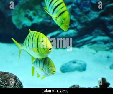 Gnathanodon speciosus vertical black stripes yellow fish vertical black stripes Stock Photo