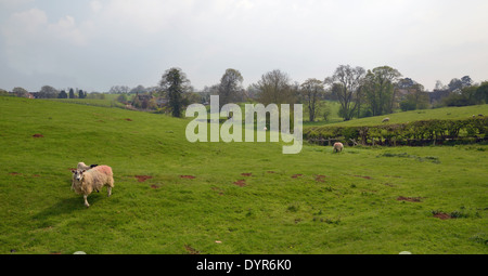 Sheep Grazing in Field Upper Harlestone Northamptonshire UK Stock Photo