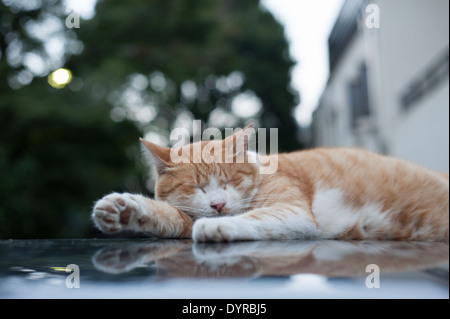 Cat sleeping on a car, Tokyo, Japan Stock Photo