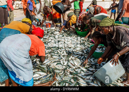 Local Women Sorting Fish, Tange Beach, The Gambia, West Africa Stock ...