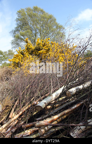 birch trees and gorse cleared on Walberswick Common, Suffolk, preventing ecological succession to maintain heathland habitat. Stock Photo