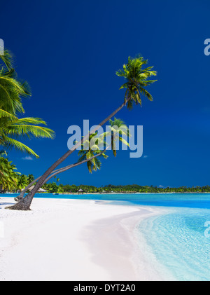Palm trees hanging over stunning lagoon with blue sky Stock Photo