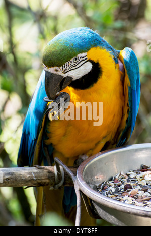 Blue-and-yellow Macaw (Ara ararauna) eats seeds. Stock Photo