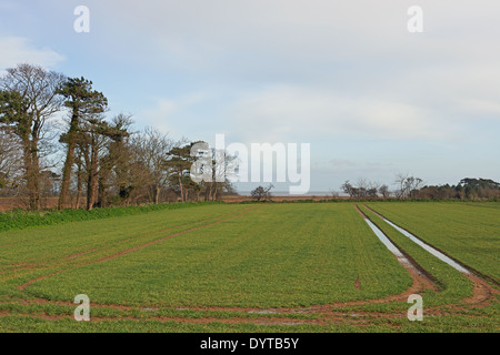 Tractor wheel markings in field of barley Stock Photo