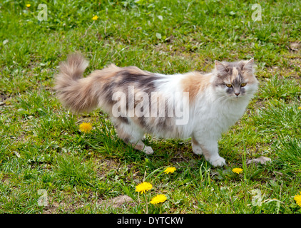 cat sitting in grass close up Stock Photo