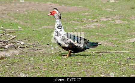 Close up of a female Muscovy Duck (Cairina moschata) Stock Photo