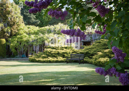Syringa vulgaris 'Decaisne' Lilac with Juniperus x pfitzeriana 'Aurea' and Wisteria floribunda 'Macrobotrys' photographed in Stock Photo