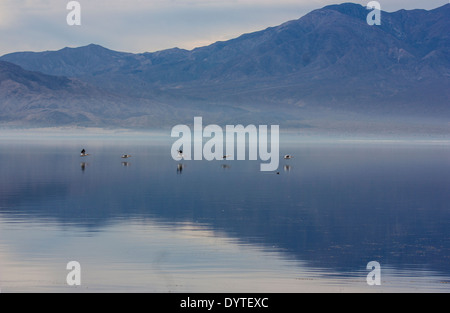 Salton Sea,California,USA,pelicans fly low across the Salton Sea with the birds and background mountains reflecting  in the lake Stock Photo