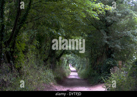 Tree-tunnel path to North Leigh Roman villa, the remains of a manor house, 1st to 3rd century AD, North Leigh, Oxfordshire Stock Photo