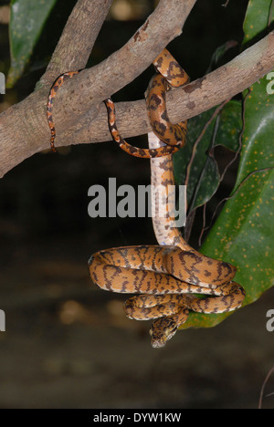 Amazon tree boa (Corallus hortulanus). A captive specimen, photographed in Manaus, Brazil, where it also occurs in the wild. Stock Photo