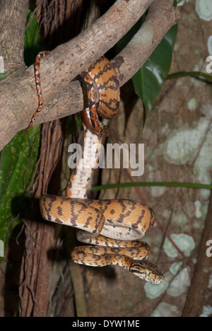 Amazon tree boa (Corallus hortulanus). A captive specimen, photographed in Manaus, Brazil, where it also occurs in the wild. Stock Photo