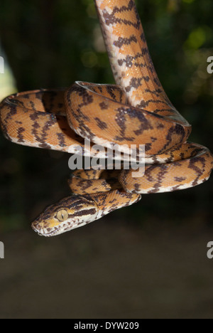 Amazon tree boa (Corallus hortulanus). A captive specimen, photographed in Manaus, Brazil, where it also occurs in the wild. Stock Photo