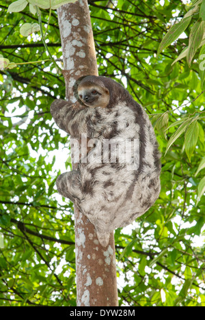 Brown-throated three-toed sloth (Bradypus variegatus) photographed in the Amazon basin near Manaus, Brazil.