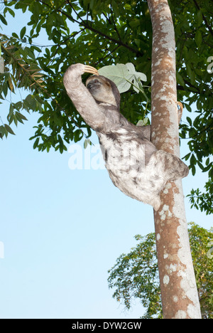 Brown-throated three-toed sloth (Bradypus variegatus) photographed in the Amazon basin near Manaus, Brazil.