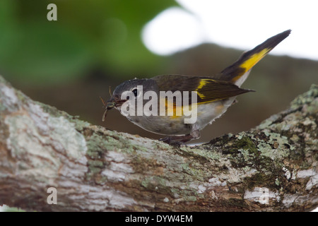 immature male American Redstart (Setophaga ruticilla) eating a large fly Stock Photo