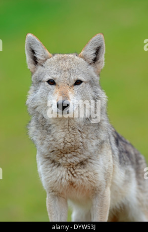 Golden Jackal, Common Jackal or Asiatic Jackal (Canis aureus) Stock Photo