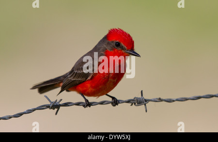 male Vermilion Flycatcher (Pyrocephalus rubinus) perched on barbed wire Stock Photo