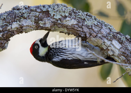 Acorn Woodpecker (Melanerpes formicivorus) clinging to underside of a branch on a Cashew Nut Tree. Stock Photo