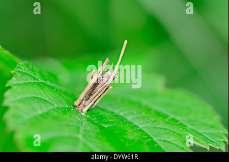 Bagworm Moth (Psyche casta), case, North Rhine-Westphalia, Germany Stock Photo