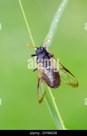 Birch Sawfly or Clubhorned Sawfly (Cimbex femoratus), North Rhine-Westphalia, Germany Stock Photo