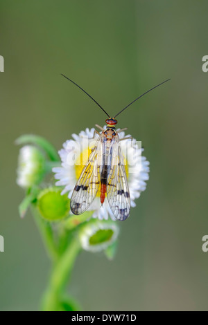 Common Scorpionfly or Scorpion Fly (Panoropa communis), female, North Rhine-Westphalia, Germany Stock Photo