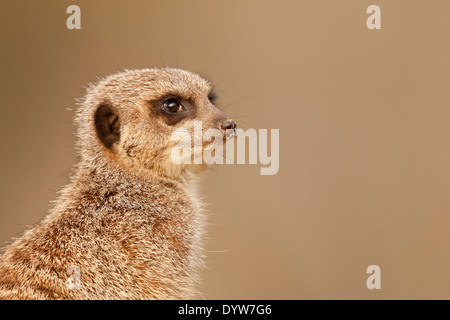 Meerkat (Suricata suricatta) on guard Stock Photo