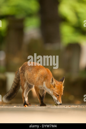 European Red Fox (Vulpes vulpes) adult, searching for food, London, England