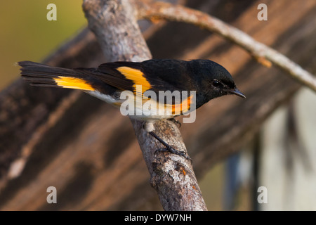 male American Redstart (Setophaga ruticilla) Stock Photo