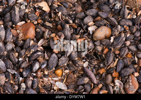 Seashells On The Seashore Mainly Mussels Stock Photo