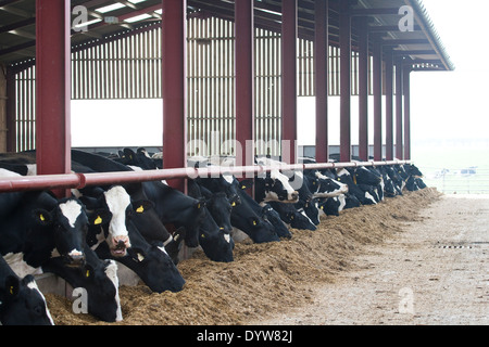 Dairy cows eating silage Stock Photo