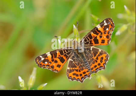 Map Butterfly or European Map (Araschnia levana f. levana), spring form, North Rhine-Westphalia, Germany Stock Photo