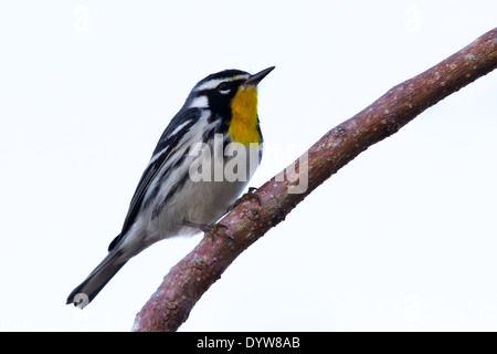 Yellow-throated Warbler (Dendroica dominica) Stock Photo