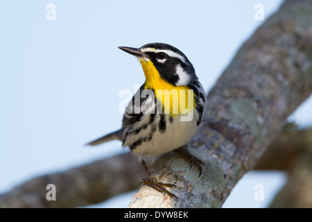 Yellow-throated Warbler (Dendroica dominica) Stock Photo