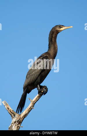 Neotropic Cormorant (Phalacrocorax brasilianus) Stock Photo