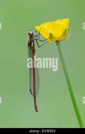 Large Red Damselfly or Large Red Damsel (Pyrrhosoma nymphula) on buttercup, North Rhine-Westphalia, Germany Stock Photo