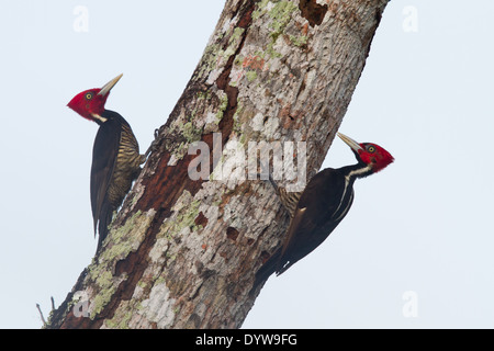 pair of Pale-billed Woodpeckers (Campephilus guatemalensis) on a dead tree trunk Stock Photo