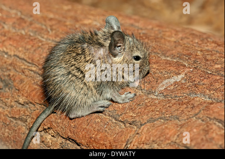 Common Degu or Brush-tailed Rat (Octodon degus), juvenile Stock Photo