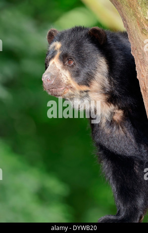 Spectacled Bear or Andean Bear (Tremarctos ornatus) Stock Photo