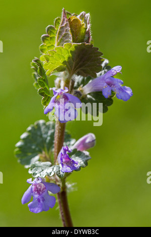 Creeping jenny / ground-ivy (Glechoma hederacea / Nepeta glechoma Benth. / Nepeta hederacea) in flower Stock Photo
