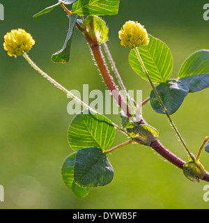 Hop Trefoil / Low Hop Clover (Trifolium campestre) in flower Stock Photo