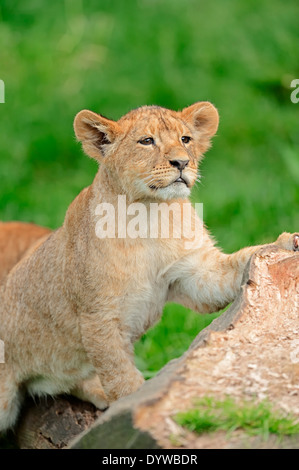 African Lion (Panthera leo), cub Stock Photo