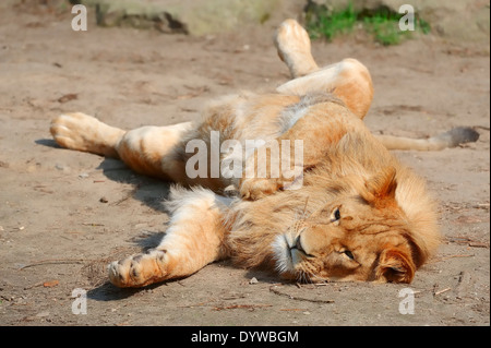 African Lion (Panthera leo), male Stock Photo