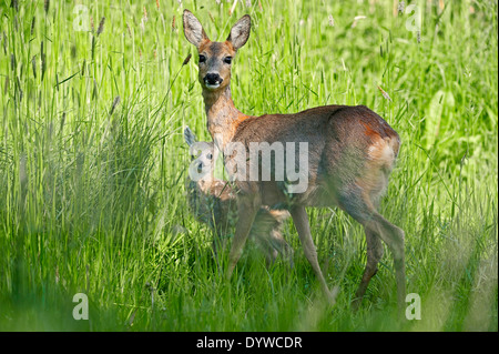 European Roe Deer or Western Roe Deer (Capreolus capreolus), doe with fawn, North Rhine-Westphalia, Germany Stock Photo