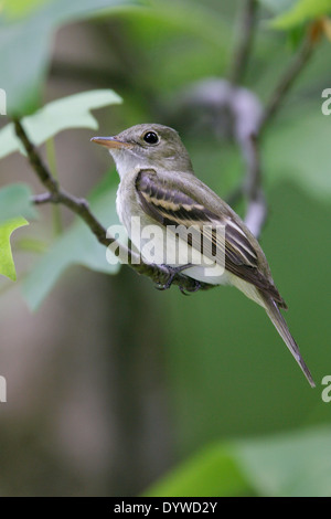 Acadian Flycatcher - Empidonax virescens Stock Photo