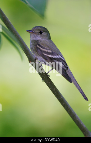 Acadian Flycatcher - Empidonax virescens Stock Photo