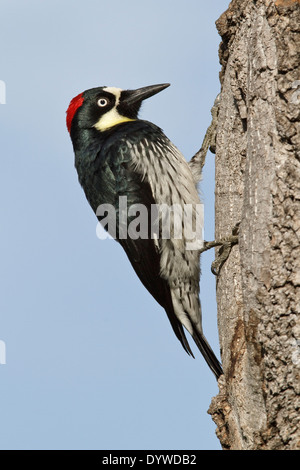 Acorn Woodpecker - Melanerpes formicivorus - Adult female Stock Photo